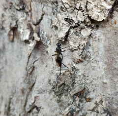Nippocryptus vittatorius