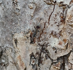 Nippocryptus vittatorius
