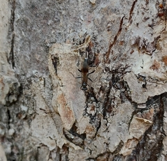 Nippocryptus vittatorius