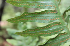 Phlebodium araneosum