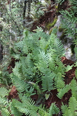 Phlebodium araneosum