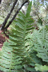 Phlebodium araneosum