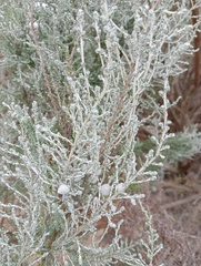 Dicerothamnus rhinocerotis