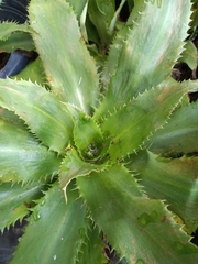 Eryngium elegans