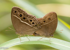 Mycalesis mineus