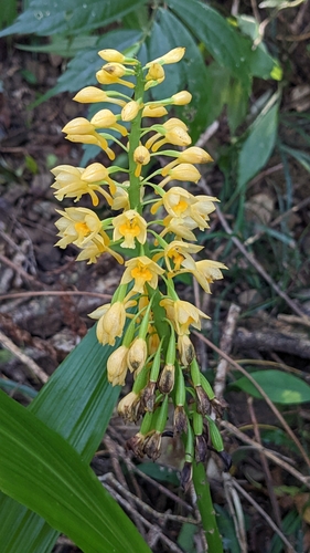 Image of Calanthe formosana by (c) Cheng-Te Hsu, some rights reserved (CC BY)