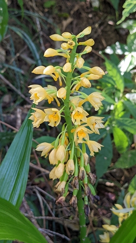 Image of Calanthe formosana by (c) Cheng-Te Hsu, some rights reserved (CC BY)
