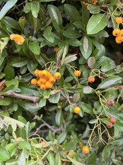 Pyracantha