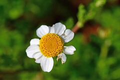 Anthemis arvensis