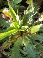 Eryngium serra