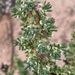Erect Mallee Bluebush - Photo (c) Dr Manfred Jusaitis, some rights reserved (CC BY-NC), uploaded by Dr Manfred Jusaitis