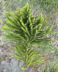 Araucaria columnaris
