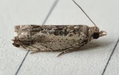 Crocidosema plebejana
