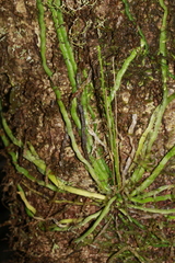 Taeniophyllum