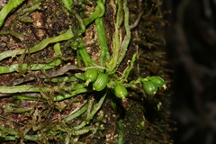 Taeniophyllum