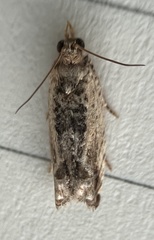 Crocidosema plebejana