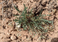 Astragalus lotiflorus