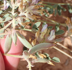 Astragalus lotiflorus