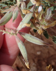 Astragalus lotiflorus