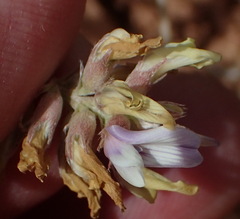 Astragalus lotiflorus