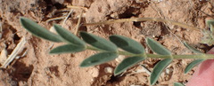 Astragalus lotiflorus