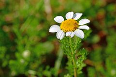 Anthemis arvensis