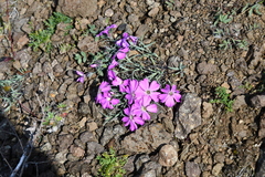 Dianthus repens