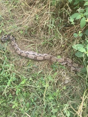 Boa constrictor