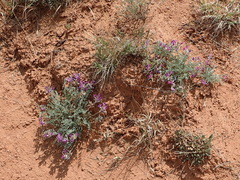 Astragalus missouriensis