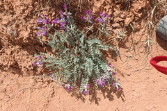 Astragalus missouriensis