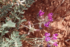Astragalus missouriensis