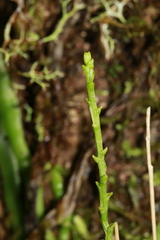 Taeniophyllum