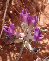 Astragalus missouriensis