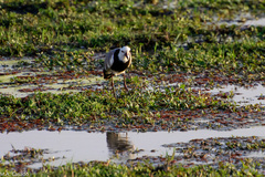 Vanellus crassirostris