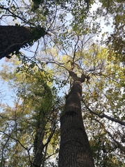 Fraxinus angustifolia