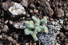 Oxytropis putoranica