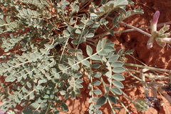 Astragalus missouriensis