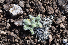 Oxytropis putoranica