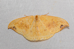 Tridrepana fulvata