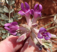 Astragalus missouriensis
