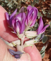 Astragalus missouriensis