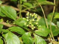 Eleutherococcus trifoliatus