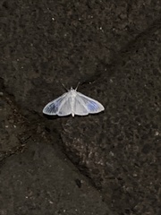 Palpita flegia