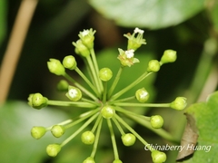 Eleutherococcus trifoliatus