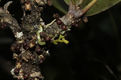 Taeniophyllum