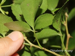 Eleutherococcus trifoliatus
