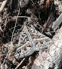 Dichromodes poecilotis