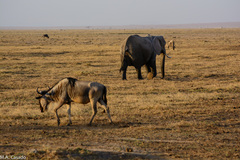 Connochaetes taurinus albojubatus