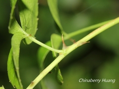 Eleutherococcus trifoliatus