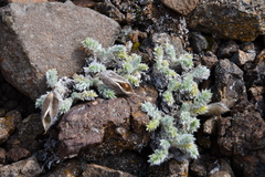 Oxytropis putoranica